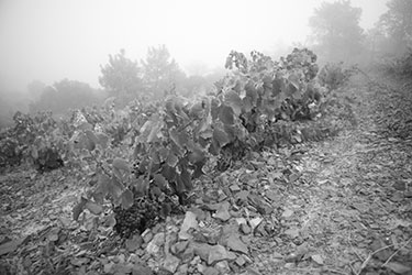 Grape vine at Department 66 Wine winery